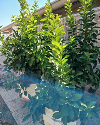  pianta di limoni