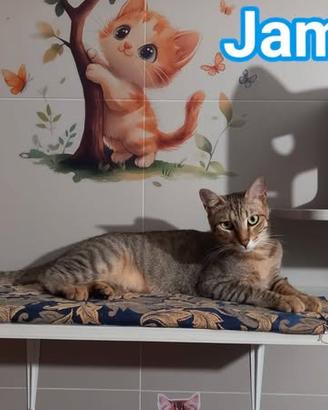 JAMES dolce micio in adozione