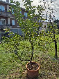 Pianta di limone