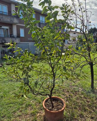 Pianta di limone