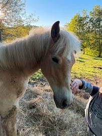 Puledro haflinger mesi 9