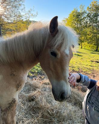 Puledro haflinger mesi 9