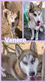 Venere, giovane simil husky