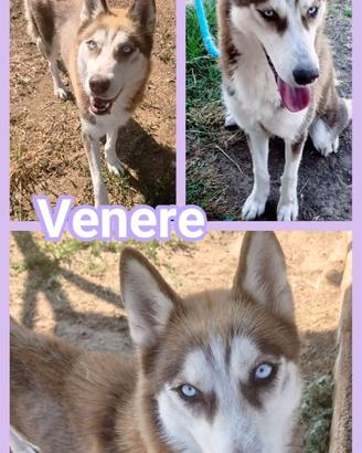 Venere, giovane simil husky