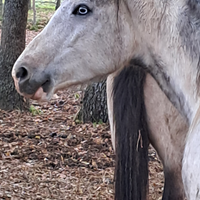 Cavalla paint con occhi azzurri