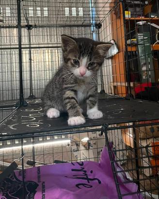gattino cucciolo 4 mesi e mezzo
