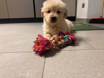 Golden cucciola femmina