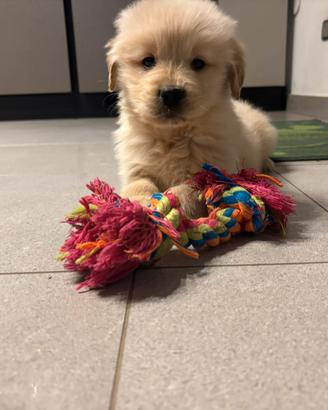Golden cucciola femmina