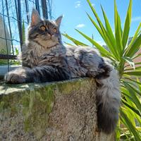 Maine coon cucciola