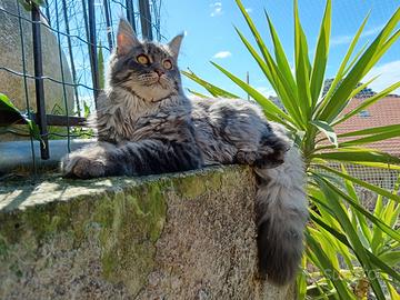 Maine coon cucciola