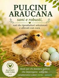 Pulcini Araucana e Australorp nati da allevamento