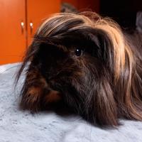 Cuccioli di Cavie peruviane e alpaca