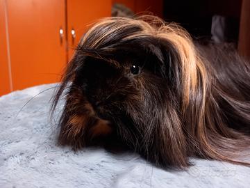 Cuccioli di Cavie peruviane e alpaca