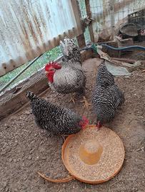 Galline e tacchini