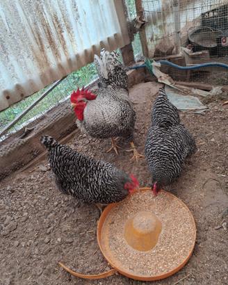 Galline e tacchini