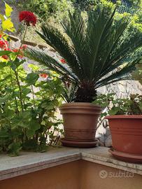 Cycas Revoluta