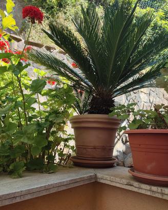Cycas Revoluta