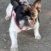 Bulldog francese in adozione