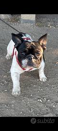 Bulldog francese in adozione