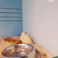 Petauro dello zucchero albino