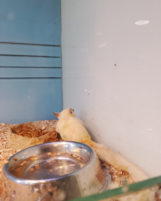 Petauro dello zucchero albino