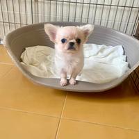 Chihuahua maschio a pelo lungo con pedigree enci