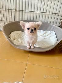 Chihuahua maschio a pelo lungo con pedigree enci
