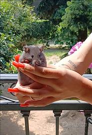 Cuccioli di criceti