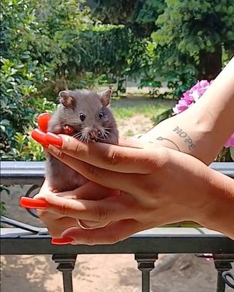Cuccioli di criceti