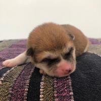 Cuccioli akita pedigree Enci