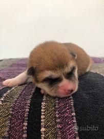 Cuccioli akita pedigree Enci