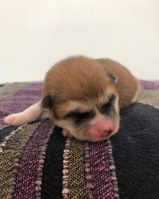 Cuccioli akita pedigree Enci