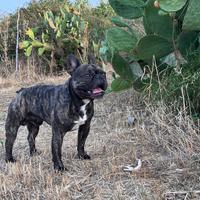 Bulldog francese per accoppiamento