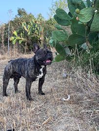 Bulldog francese per accoppiamento