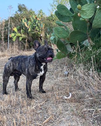 Bulldog francese per accoppiamento