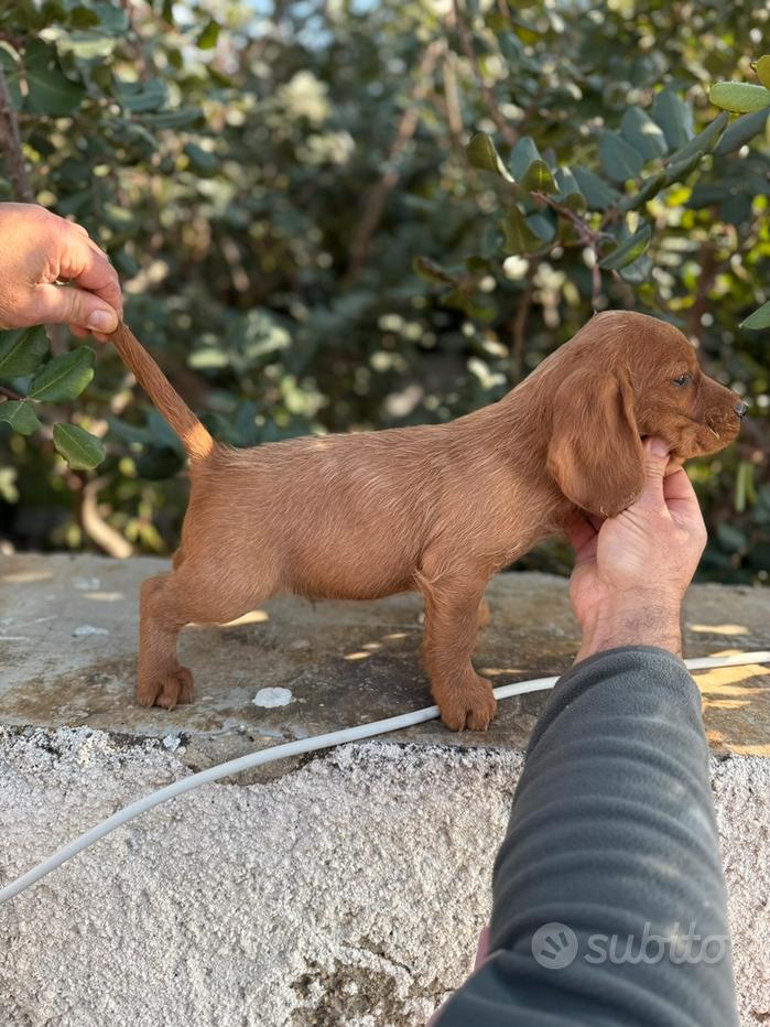 Basset fauve de bretagne Regalo e vendita animali