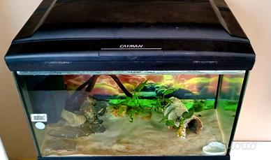 acquario Cayman 100 lt