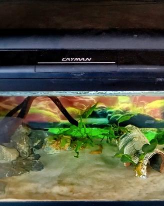 acquario Cayman 100 lt