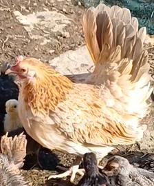 Serama europea (gallina)