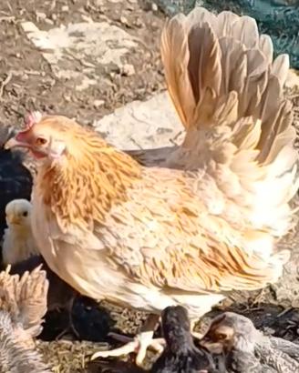 Serama europea (gallina)