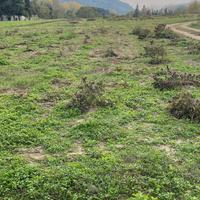 Terreno agricolo