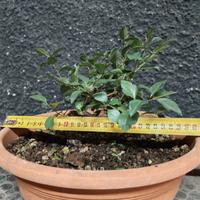 Pre Bonsai melo da fiore