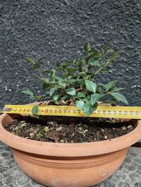 Pre Bonsai melo da fiore