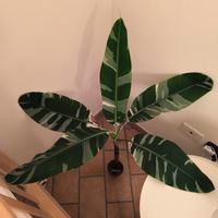 Musa Florida variegata