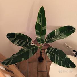 Musa Florida variegata