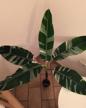 Musa Florida variegata