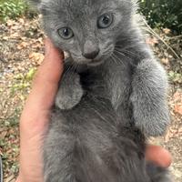 Gattini Similcertosino