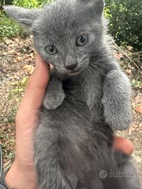 Gattini Similcertosino