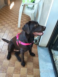 Labrador