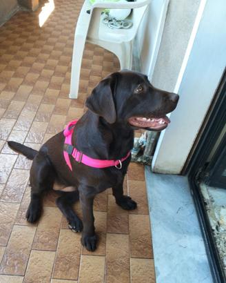 Labrador